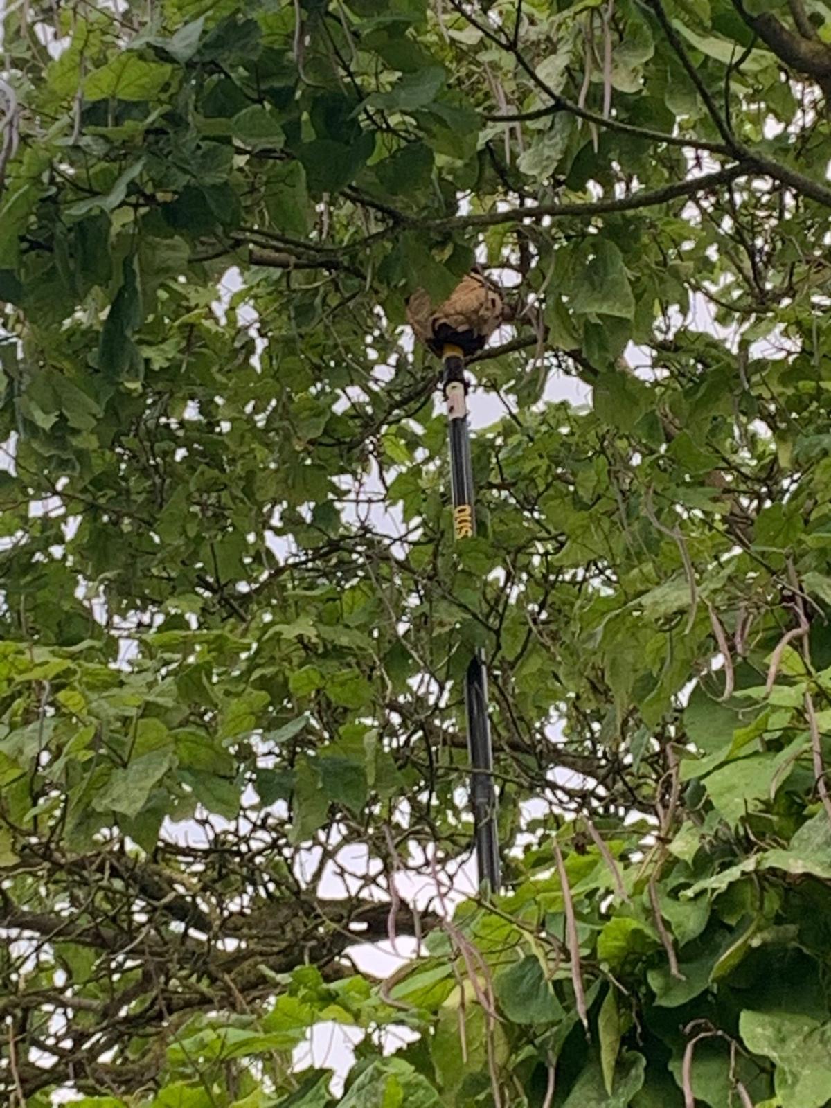 Close up van zuigbuis bij nest - Foto 2Best