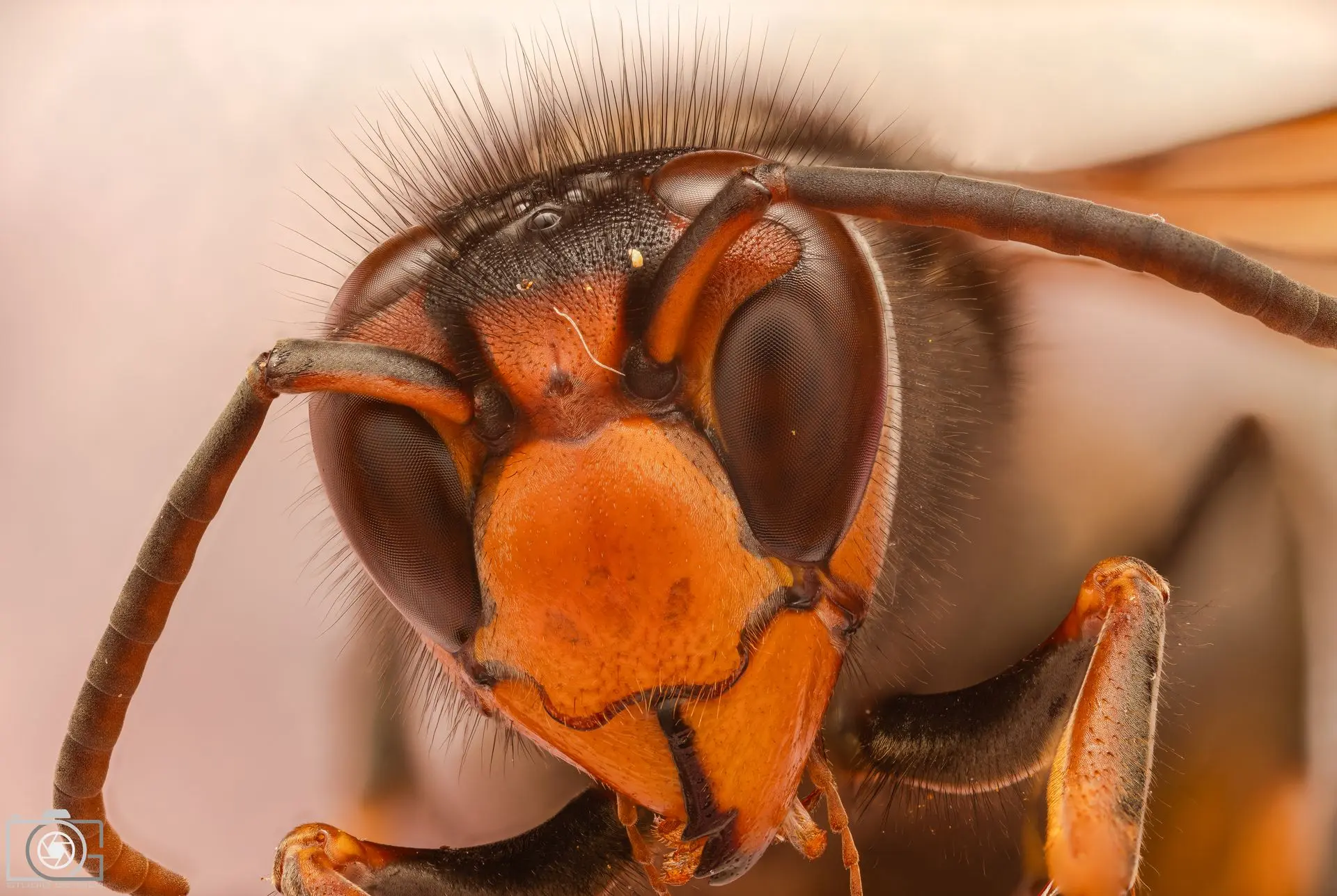 Aziatische hoornaar close-up